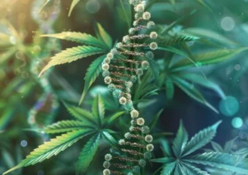 hhco thcp thch nordic med can thcnm lagligt cannabis sativa hampa cbd kapslar
